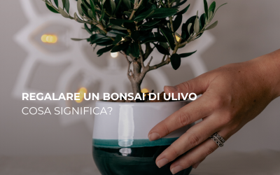 Regalare un Bonsai di Ulivo: Cosa Significa?