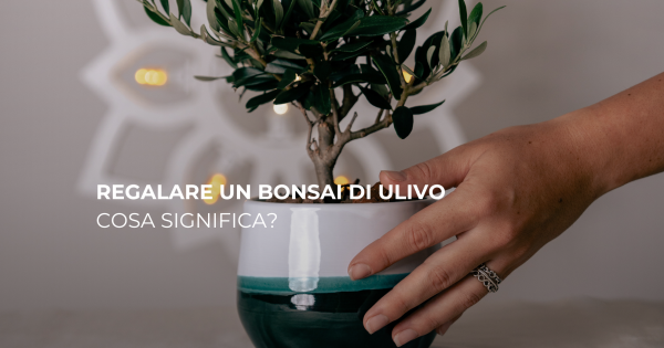 Regalare un Bonsai di Ulivo: Significato, Simboli e Occasioni