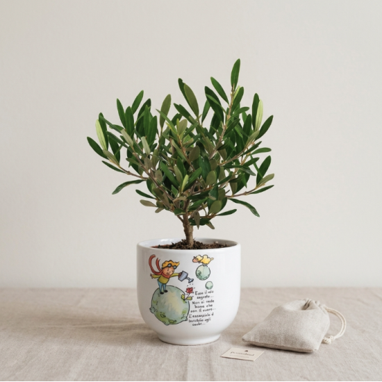 Bonsai Piccolo Principe Terra 