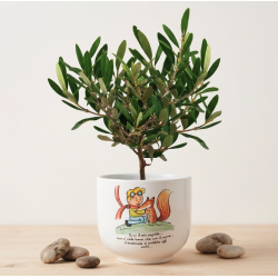 Bonsai Piccolo Principe Natura 