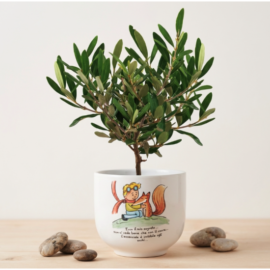 Bonsai Piccolo Principe Natura 