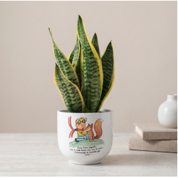 Vaso Piccolo Principe Natura con Sansevieria