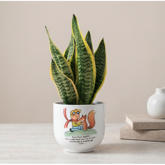 Vaso Piccolo Principe Natura con Sansevieria