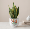 Vaso Piccolo Principe Natura con Sansevieria