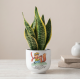 Vaso Piccolo Principe Natura con Sansevieria