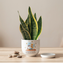 Vaso Piccolo Principe Cielo con Sansevieria