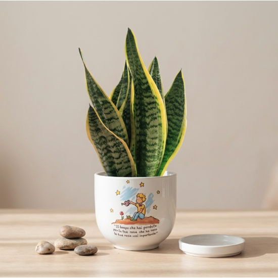 Vaso Piccolo Principe Cielo con Sansevieria
