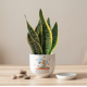 Vaso Piccolo Principe Cielo con Sansevieria