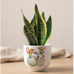 Vaso Piccolo Principe Terra con Sansevieria