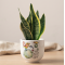 Vaso Piccolo Principe Terra con Sansevieria
