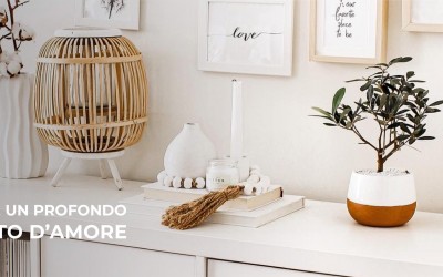 Bonsai di ulivo: un regalo unico e prezioso per ogni occasione