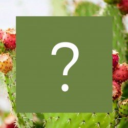 Un pezzo di Puglia a sorpresa  Un pezzo di Puglia a sorpresa