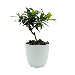 Ulivo Pugliese con vaso in ceramica