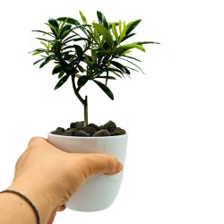 Ulivo Pugliese con vaso in ceramica