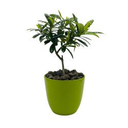 Ulivo Pugliese con vaso in ceramica