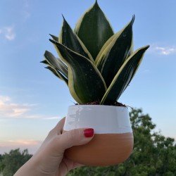 Vaso con Sansevieria Vaso con Sansevieria