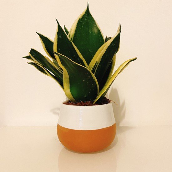 Sanseveria Sanseveria