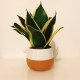Sanseveria Sanseveria
