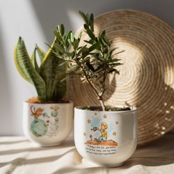 Bonsai Piccolo Principe Cielo  Bonsai Piccolo Principe Cielo