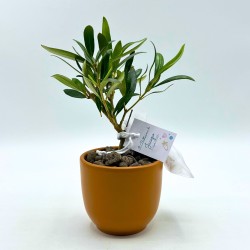 Ulivo Pugliese con vaso in ceramica