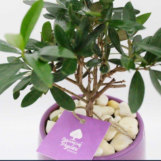 Bonsai di ulivo Bonsai di ulivo