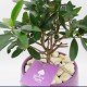 Bonsai di ulivo Bonsai di ulivo