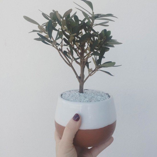 Bonsai di ulivo bianco Bonsai di ulivo bianco