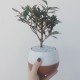 Bonsai di ulivo bianco Bonsai di ulivo bianco