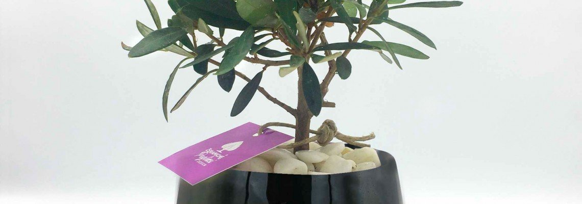 Bonsai Bonsai