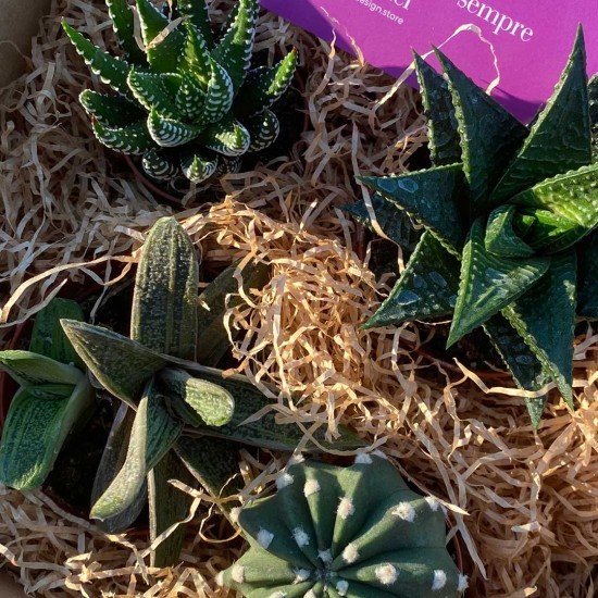 Garden box Garden box