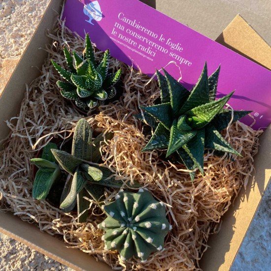 Garden box Garden box