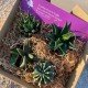 Garden box Garden box