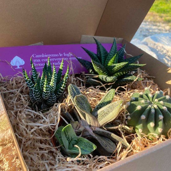 Garden box Garden box