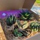 Garden box Garden box