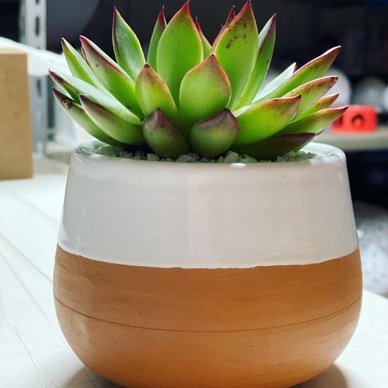 Pianta succulenta Pianta succulenta
