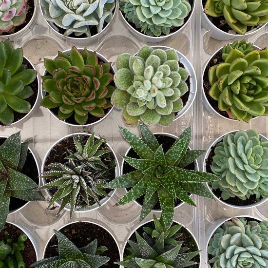 Pianta succulenta Pianta succulenta