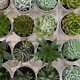 Pianta succulenta Pianta succulenta