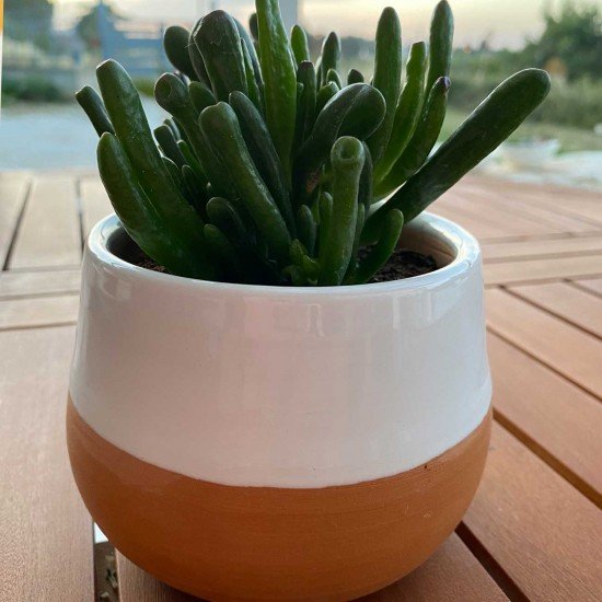 Pianta succulenta Pianta succulenta