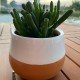 Pianta succulenta Pianta succulenta