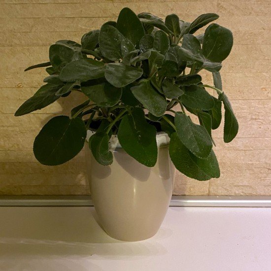 Vaso alto con spezia Vaso alto con spezia
