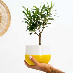 Bonsai di ulivo  Bonsai di ulivo