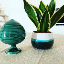 Pumo rigato 15 cm verdone