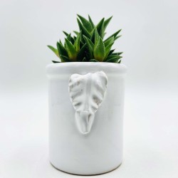 Capasella Pumo Cuore Rosso in 3D