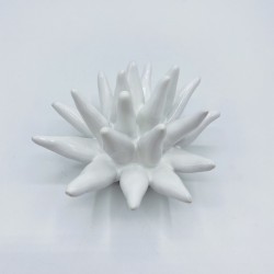 Riccio di mare 7 cm Riccio di mare 7 cm