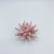 Riccio di mare 7 cm Riccio di mare 7 cm