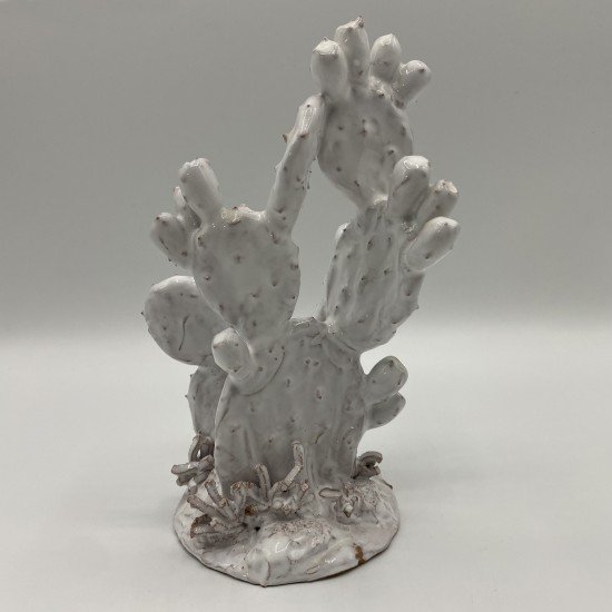 Cactus Cactus