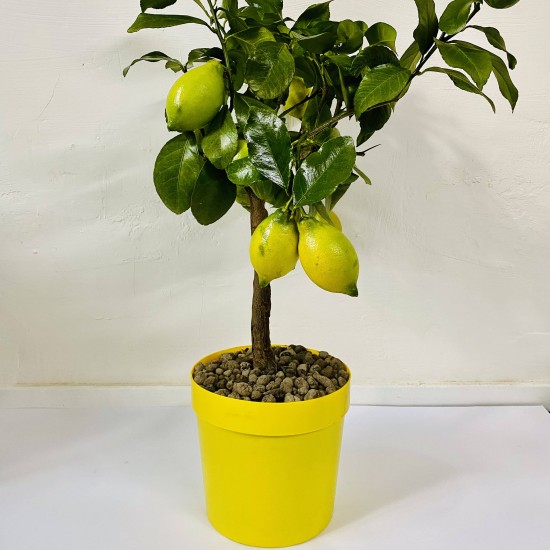 Albero di Limone Quattro stagioni 