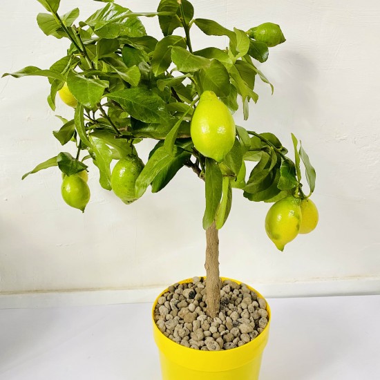 Albero di Limone Quattro stagioni 