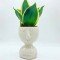 Vaso creativo sansevieria