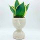 Vaso creativo sansevieria